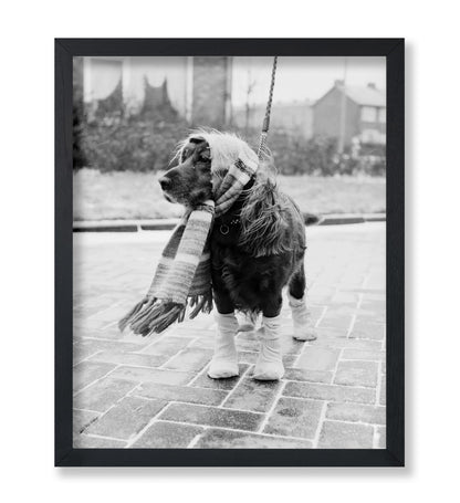 Dog Dressed for Winter