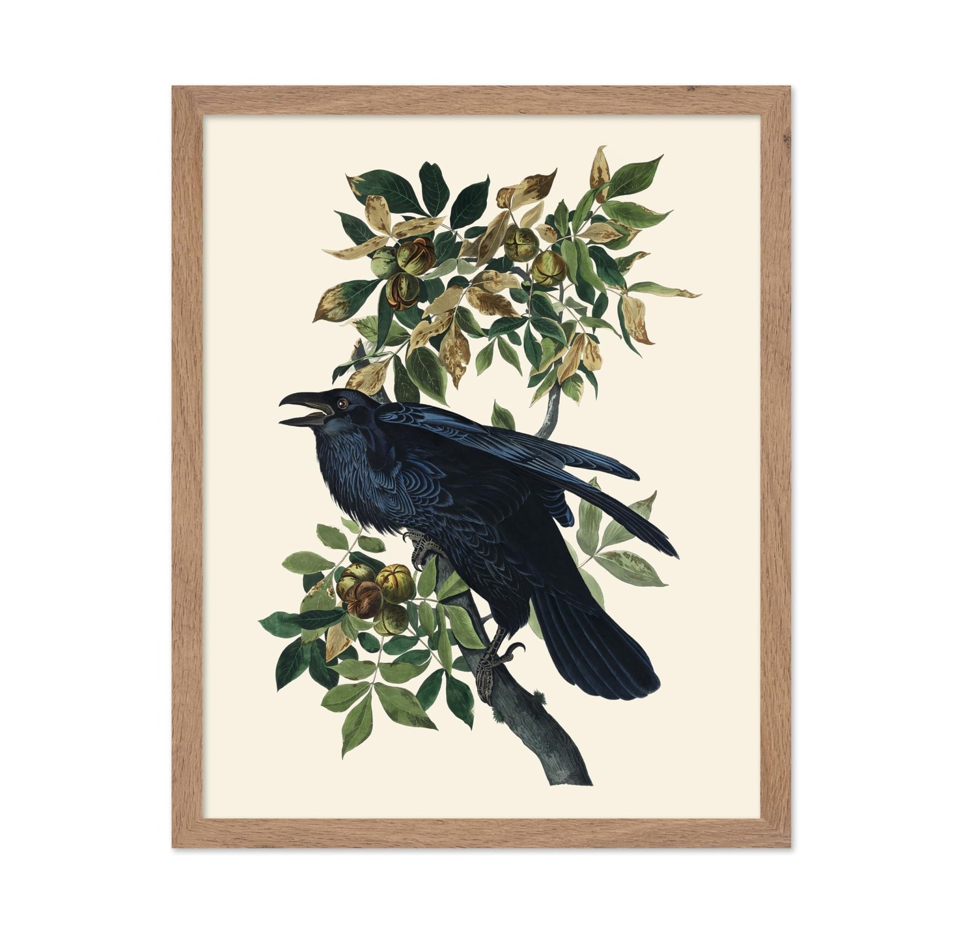 James Audubon - Raven