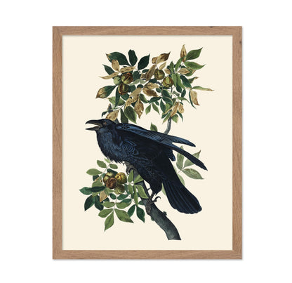 James Audubon - Raven