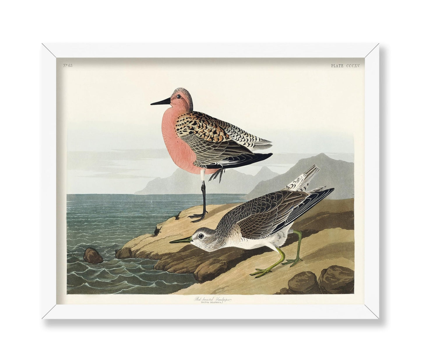 John James Audubon - Red Breasted Sandpiper