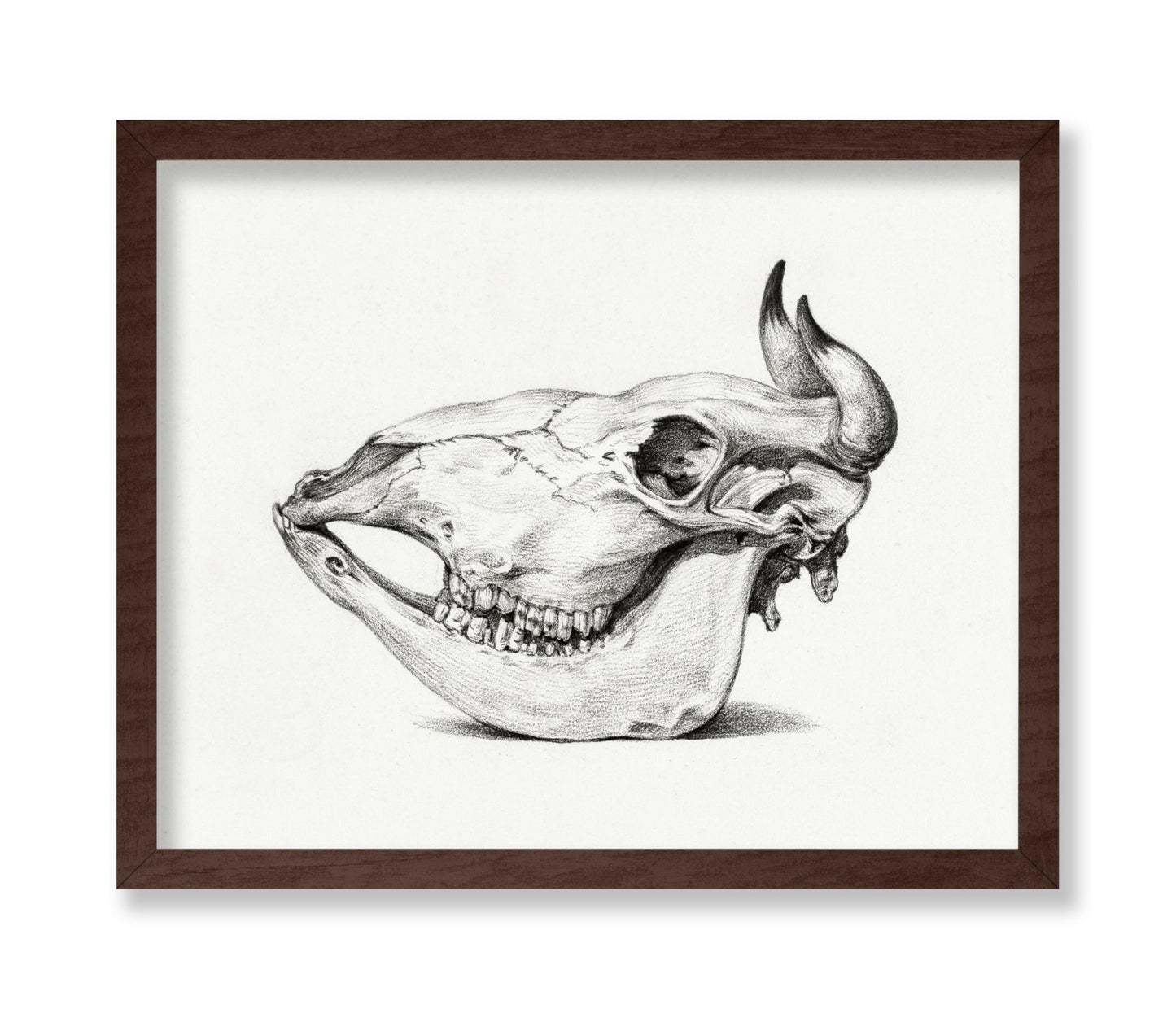 Cow Bone
