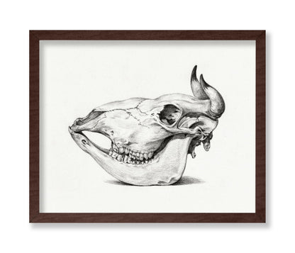 Cow Bone