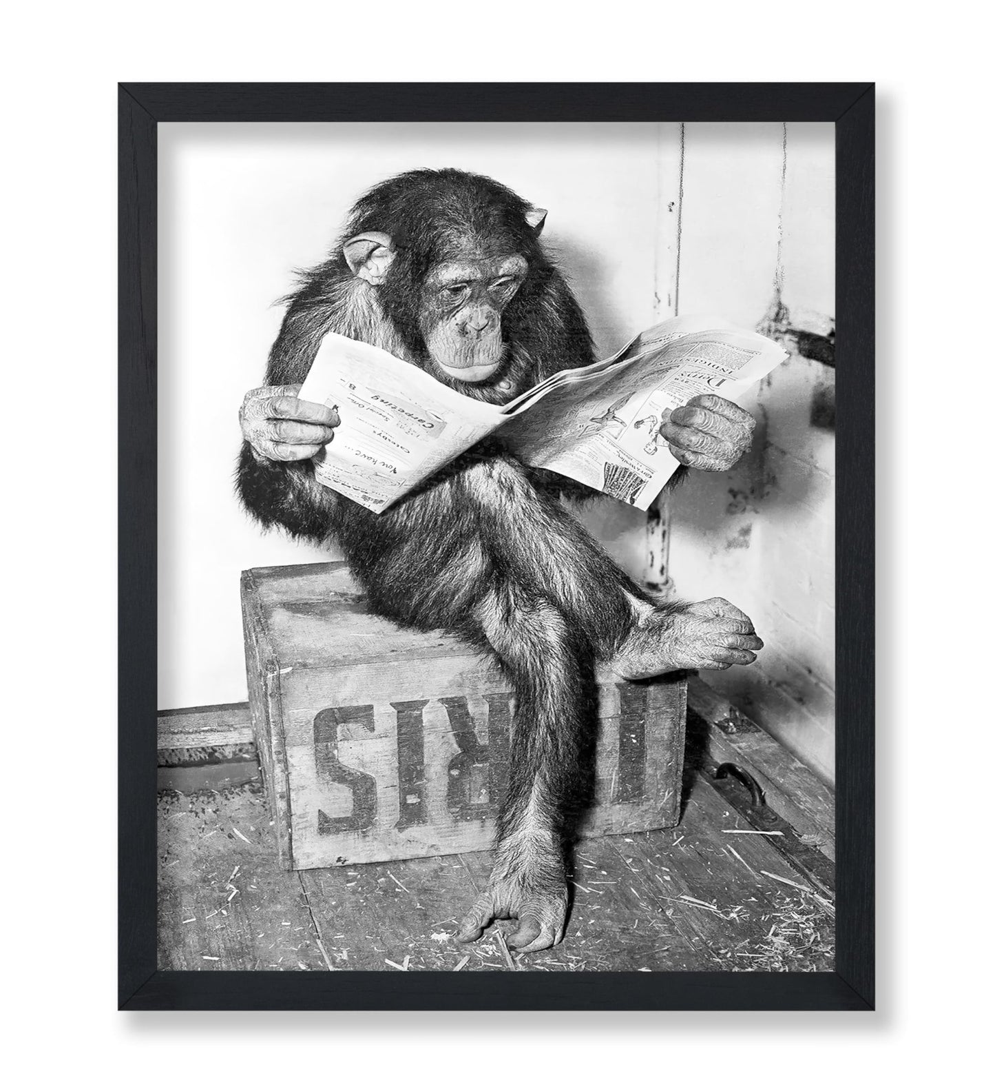 Chimpanzee Reading Newspaper