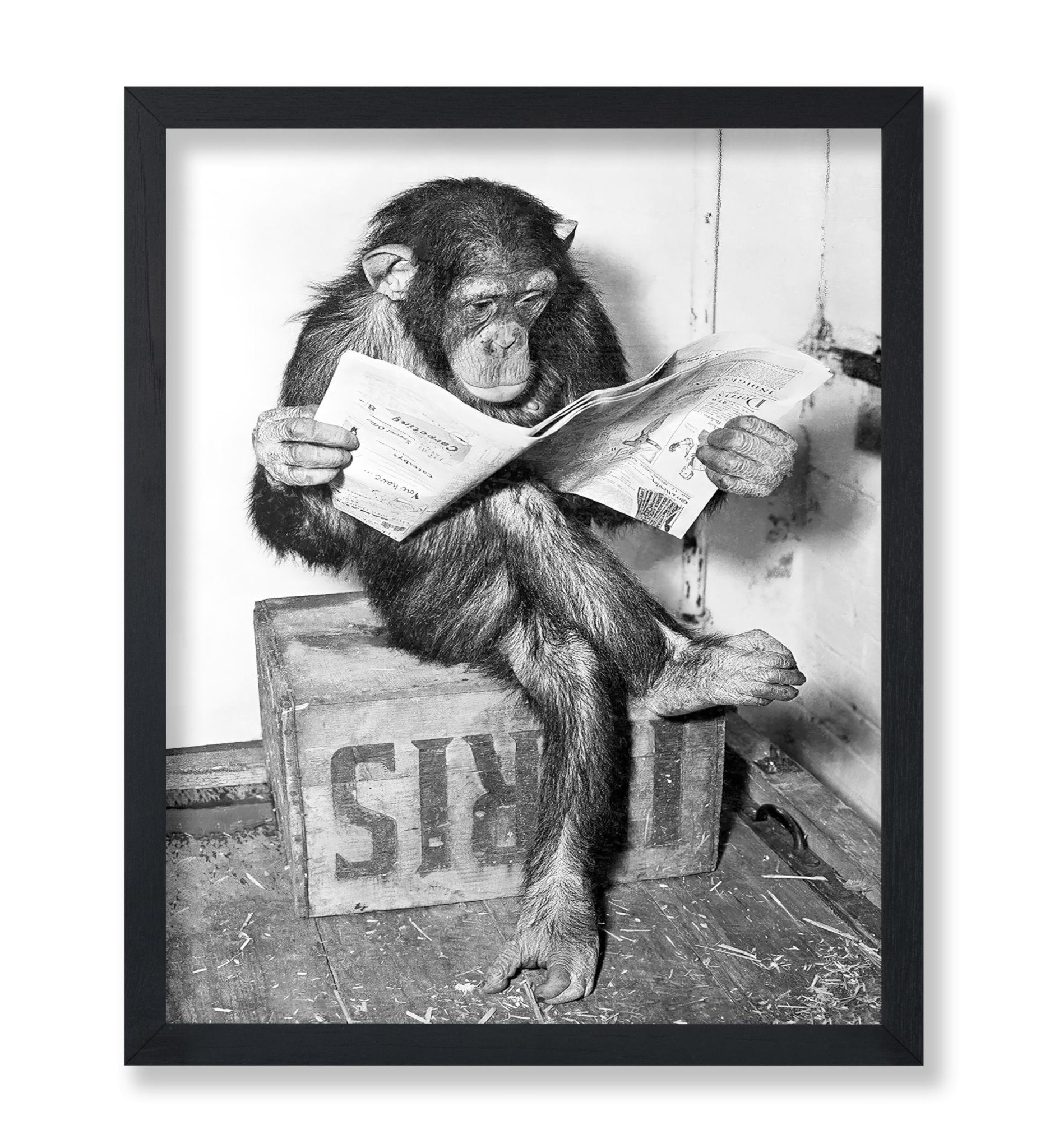 Chimpanzee Reading Newspaper