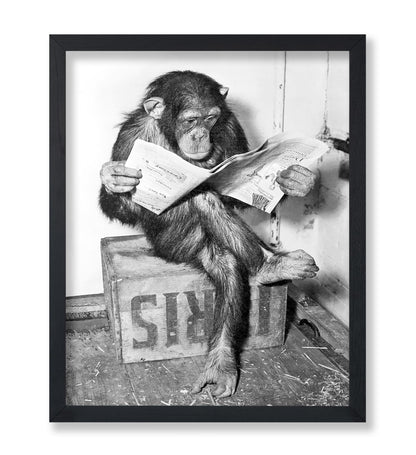 Chimpanzee Reading Newspaper