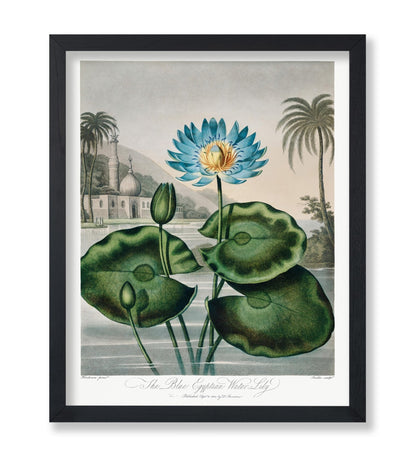 Robert John Thornton - The Blue Egyptian Water Lily