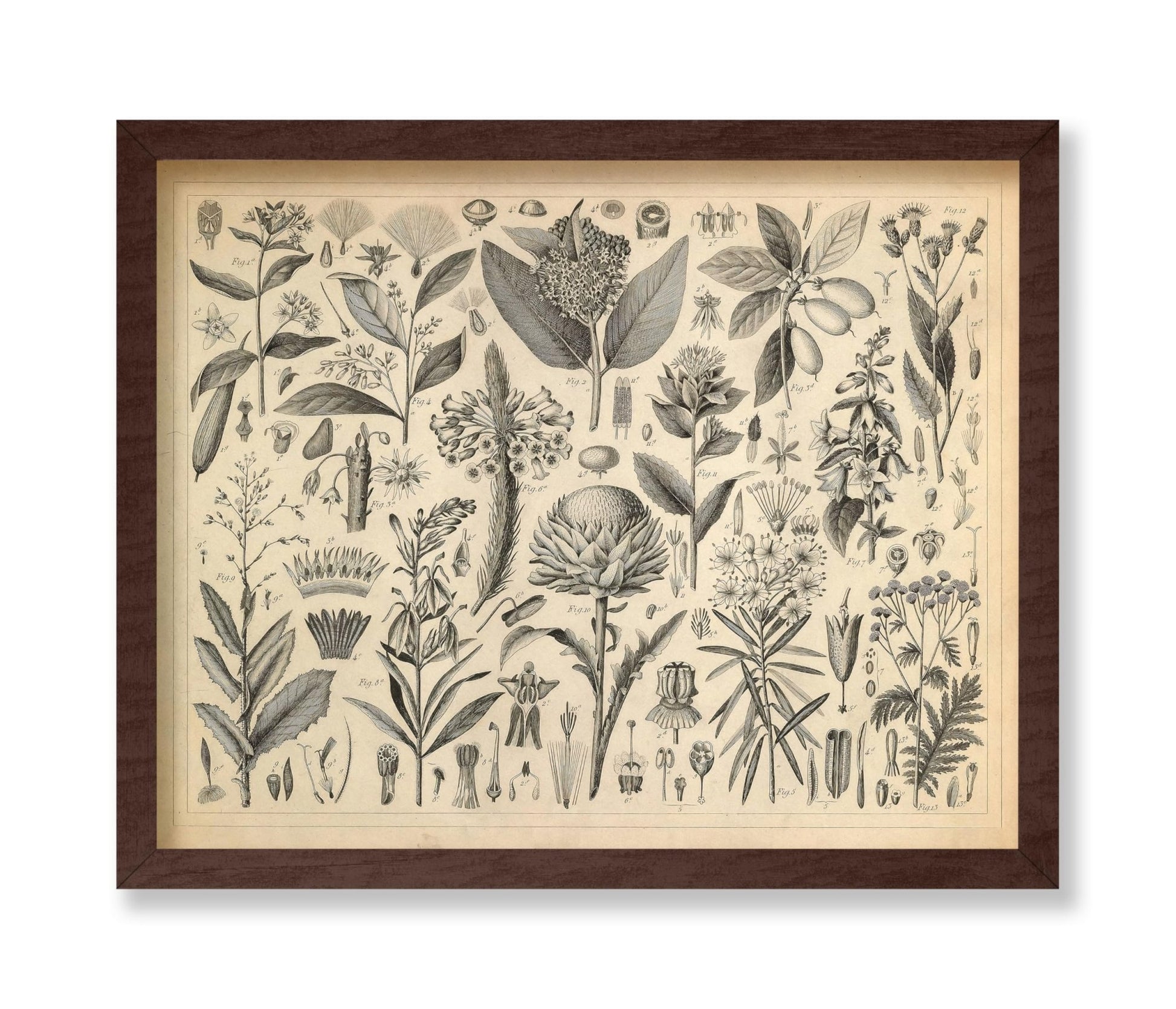 Sap and Resinous Plants