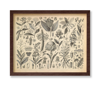 Sap and Resinous Plants