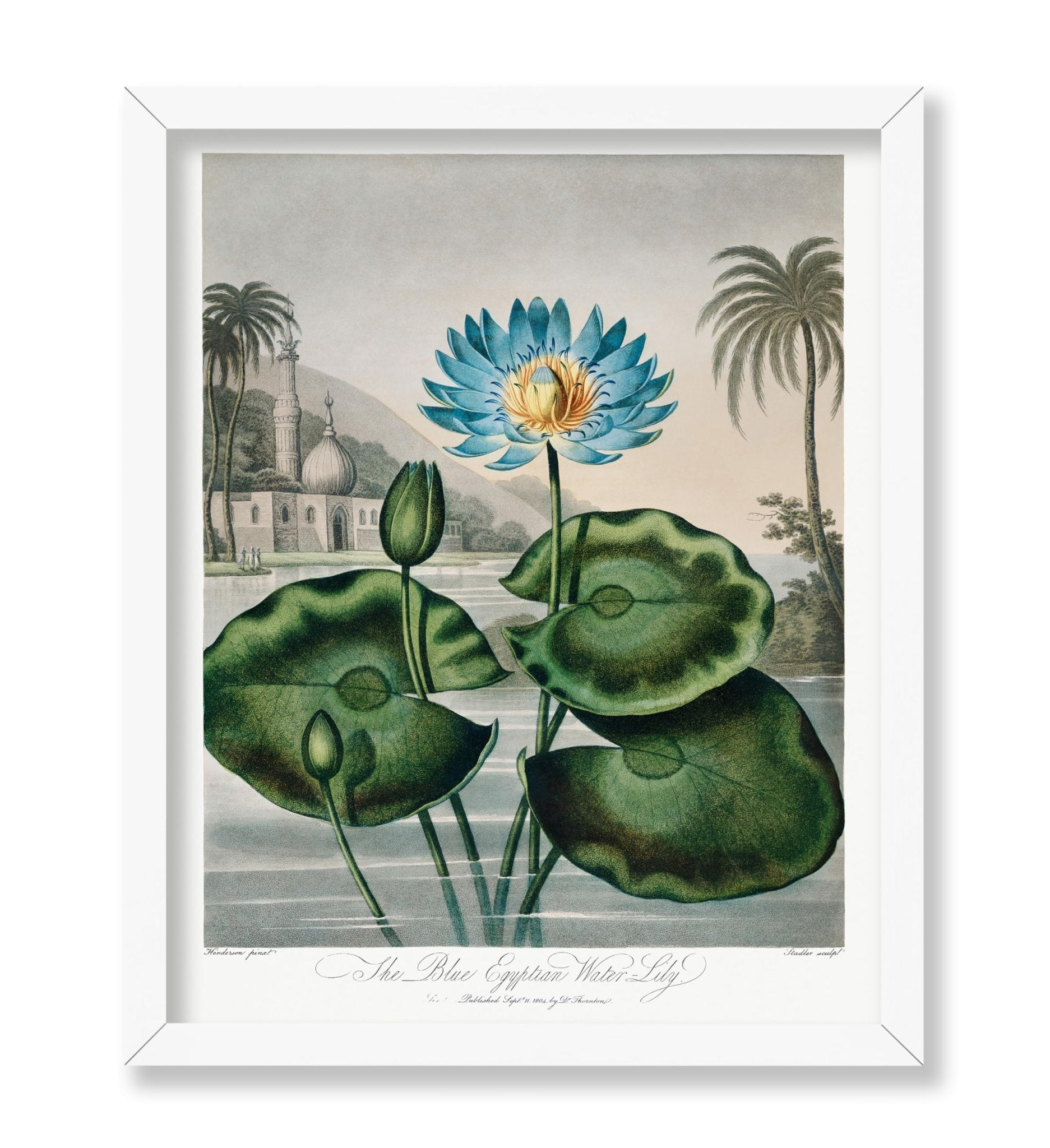 Robert John Thornton - The Blue Egyptian Water Lily