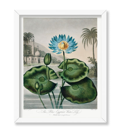 Robert John Thornton - The Blue Egyptian Water Lily