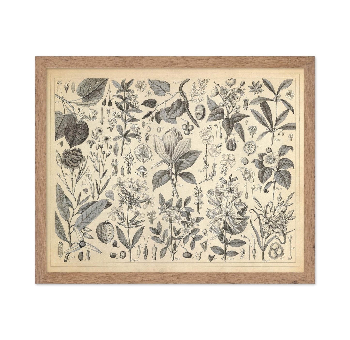 Cultivated Ornamental Plants