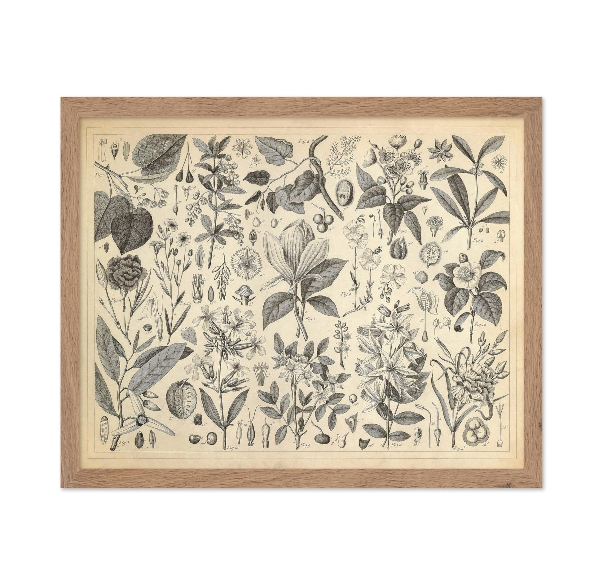 Cultivated Ornamental Plants
