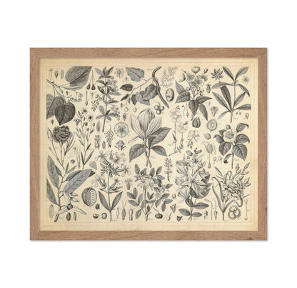 Cultivated Ornamental Plants