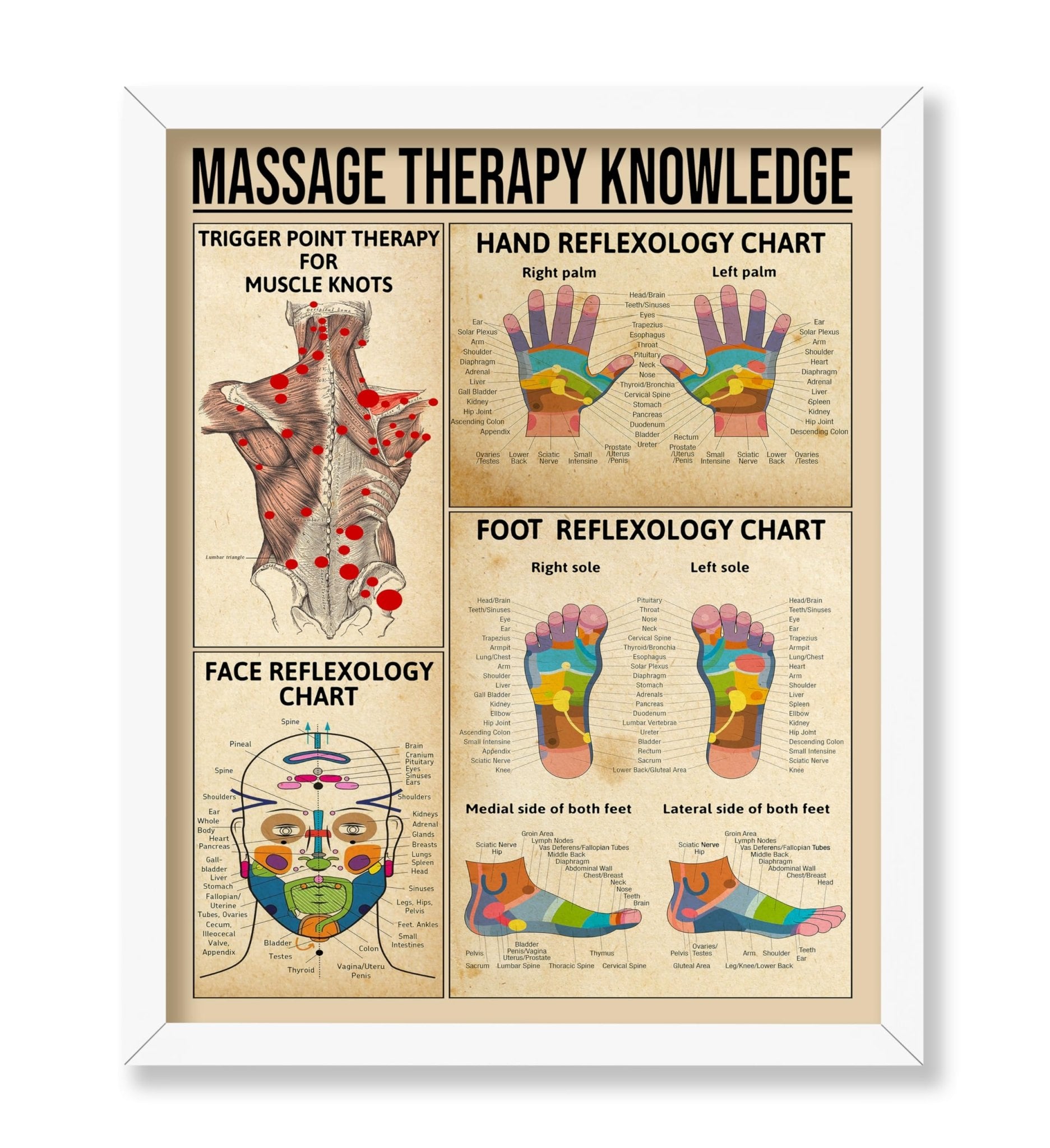 Massage Therapy Knowledge
