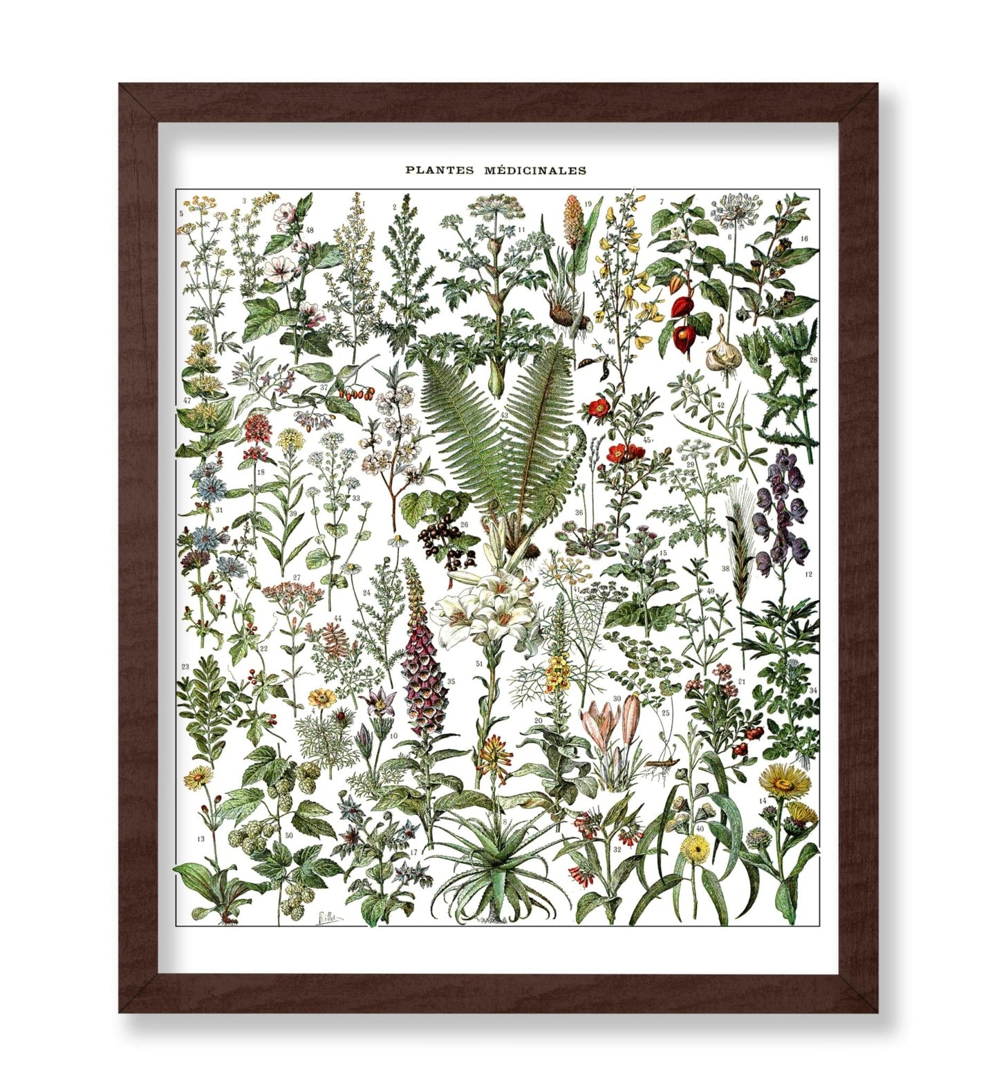 Adolphe Millot - Medicinal Plant