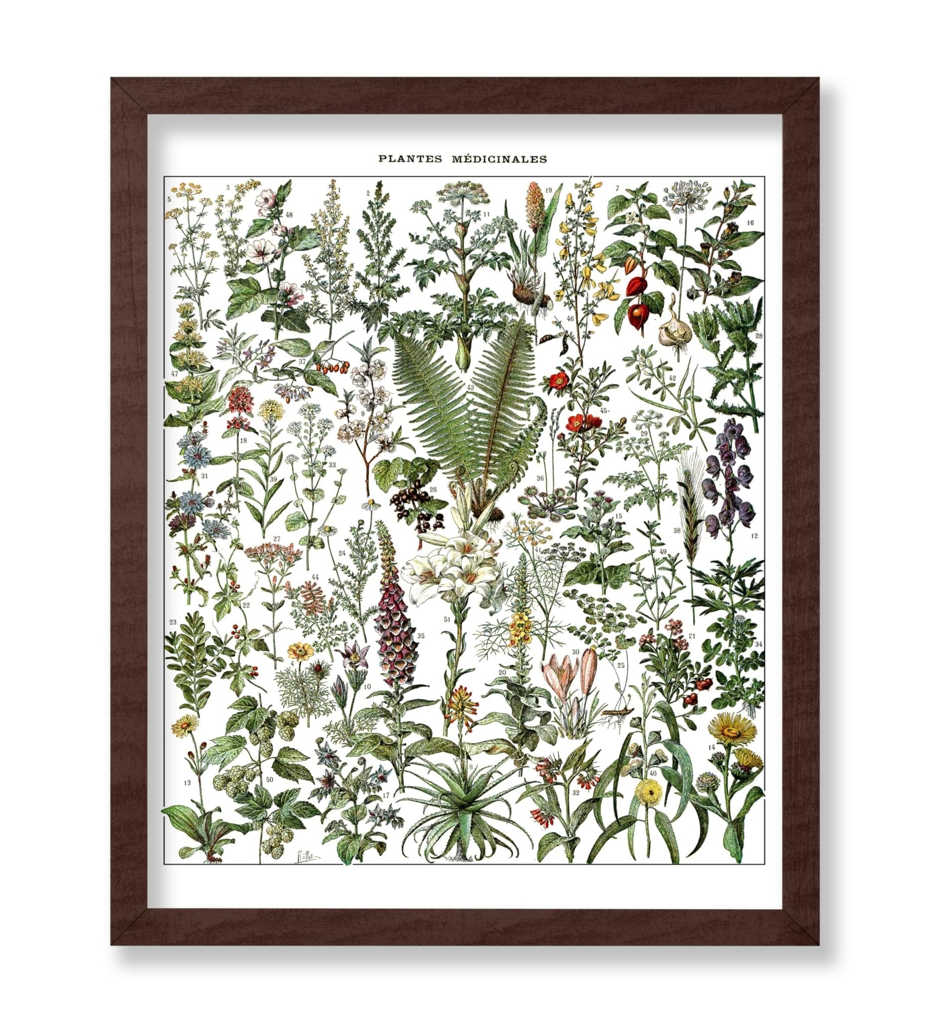 Adolphe Millot - Medicinal Plant
