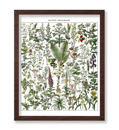 Adolphe Millot - Medicinal Plant