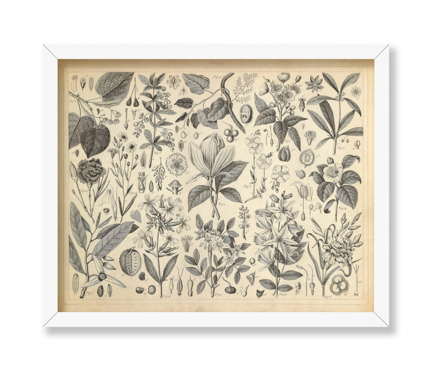 Cultivated Ornamental Plants