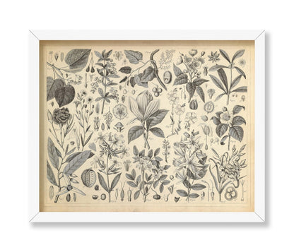 Cultivated Ornamental Plants