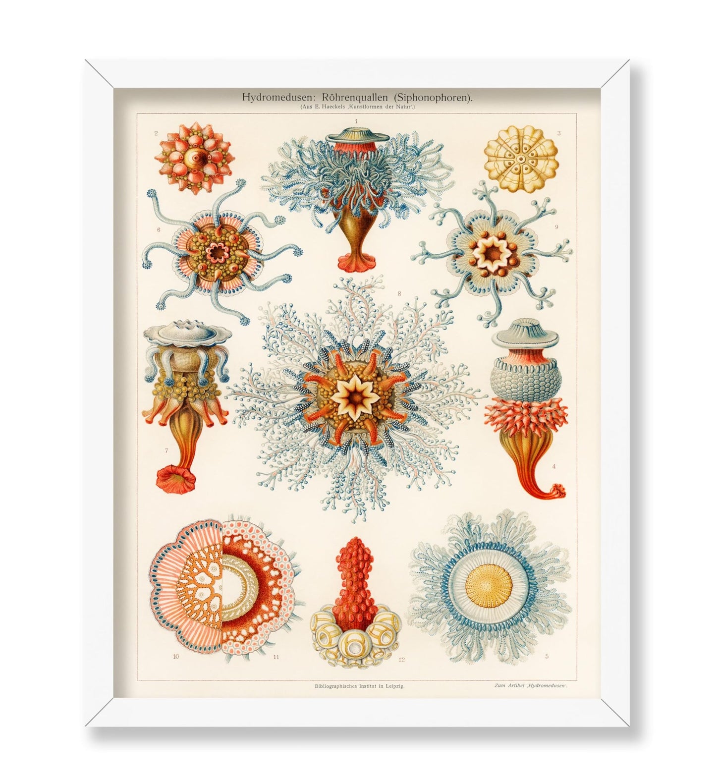 Ernst Haeckel - Art Forms in Nature Biology Marine Creatures