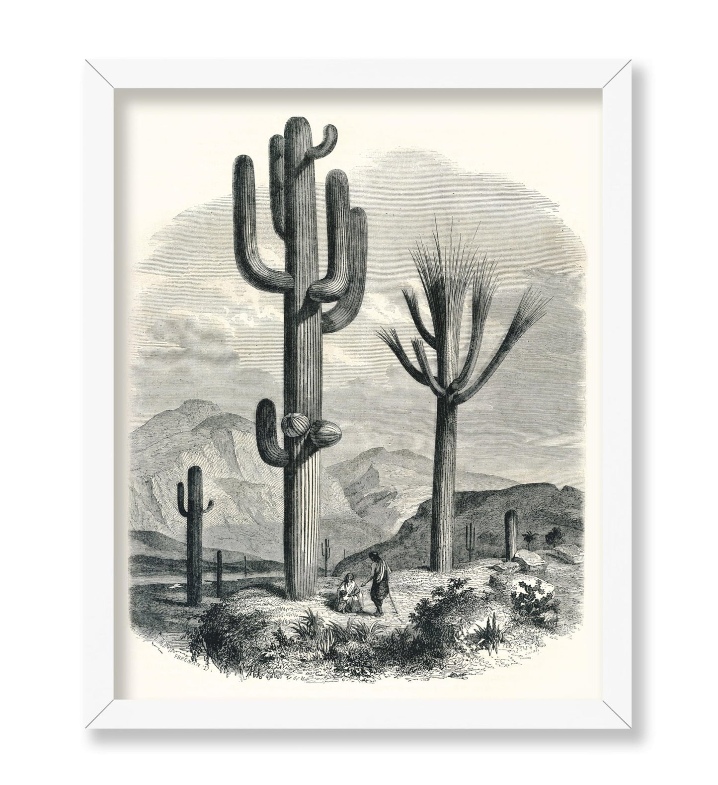 Cactaceae of the Boundary