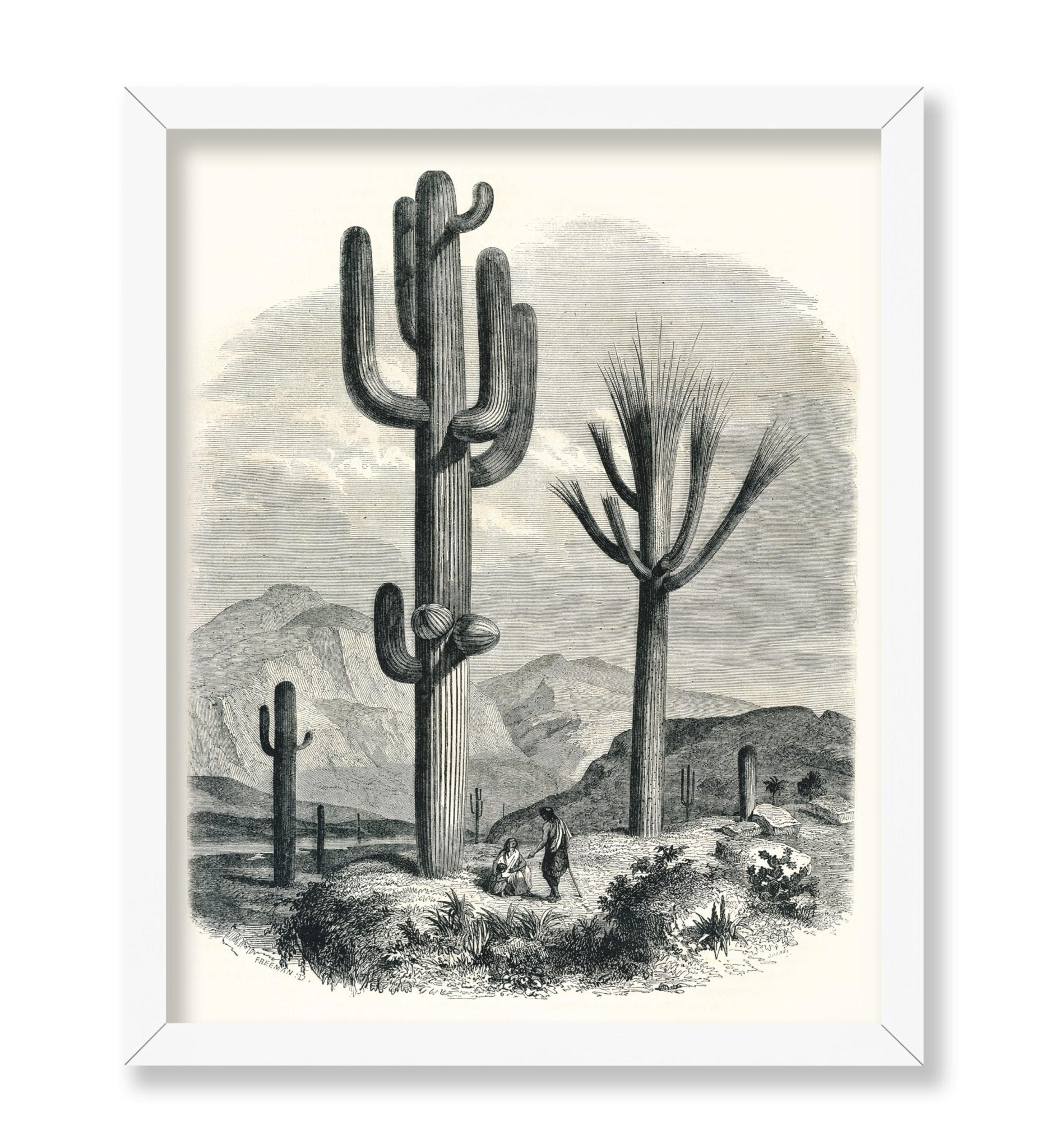 Cactaceae of the Boundary