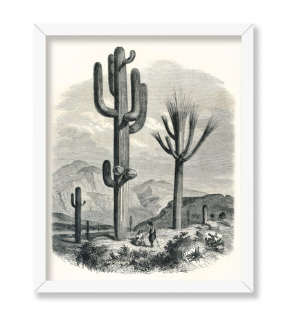 Cactaceae of the Boundary