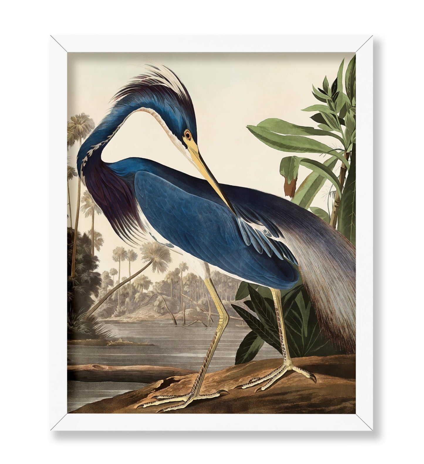 John Audubon - Louisiana Heron