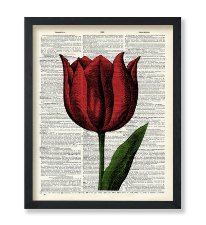 Red Tulip
