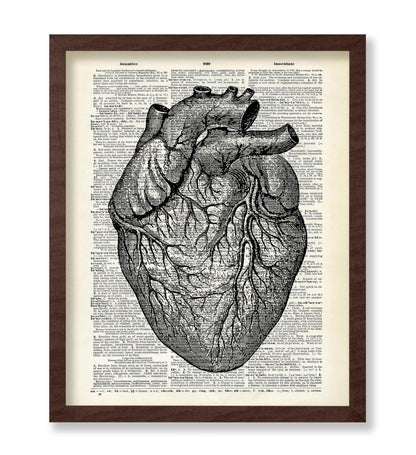 Anatomical Heart