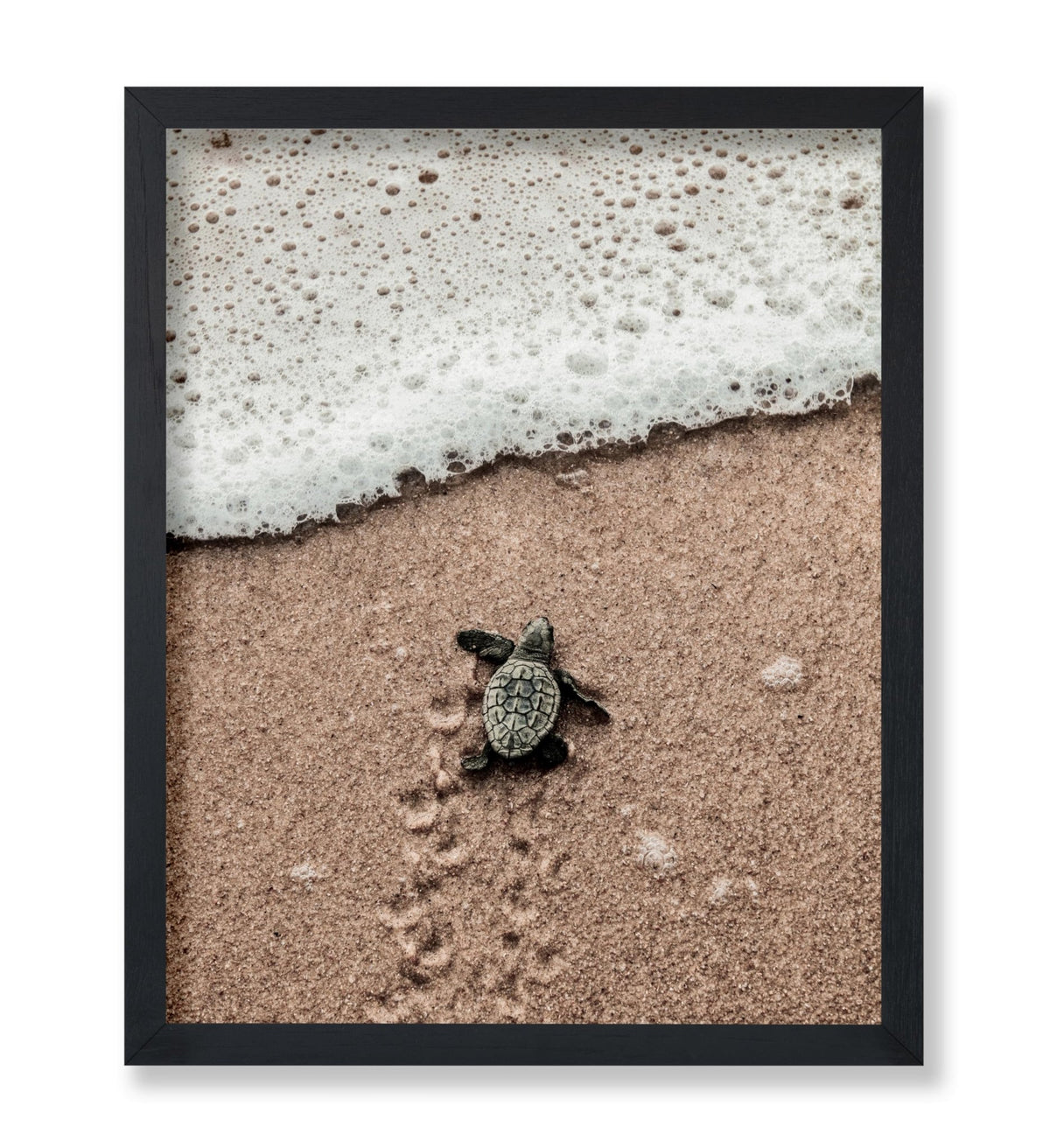 Crawling Baby Sea Turtle