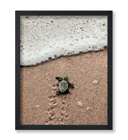 Crawling Baby Sea Turtle