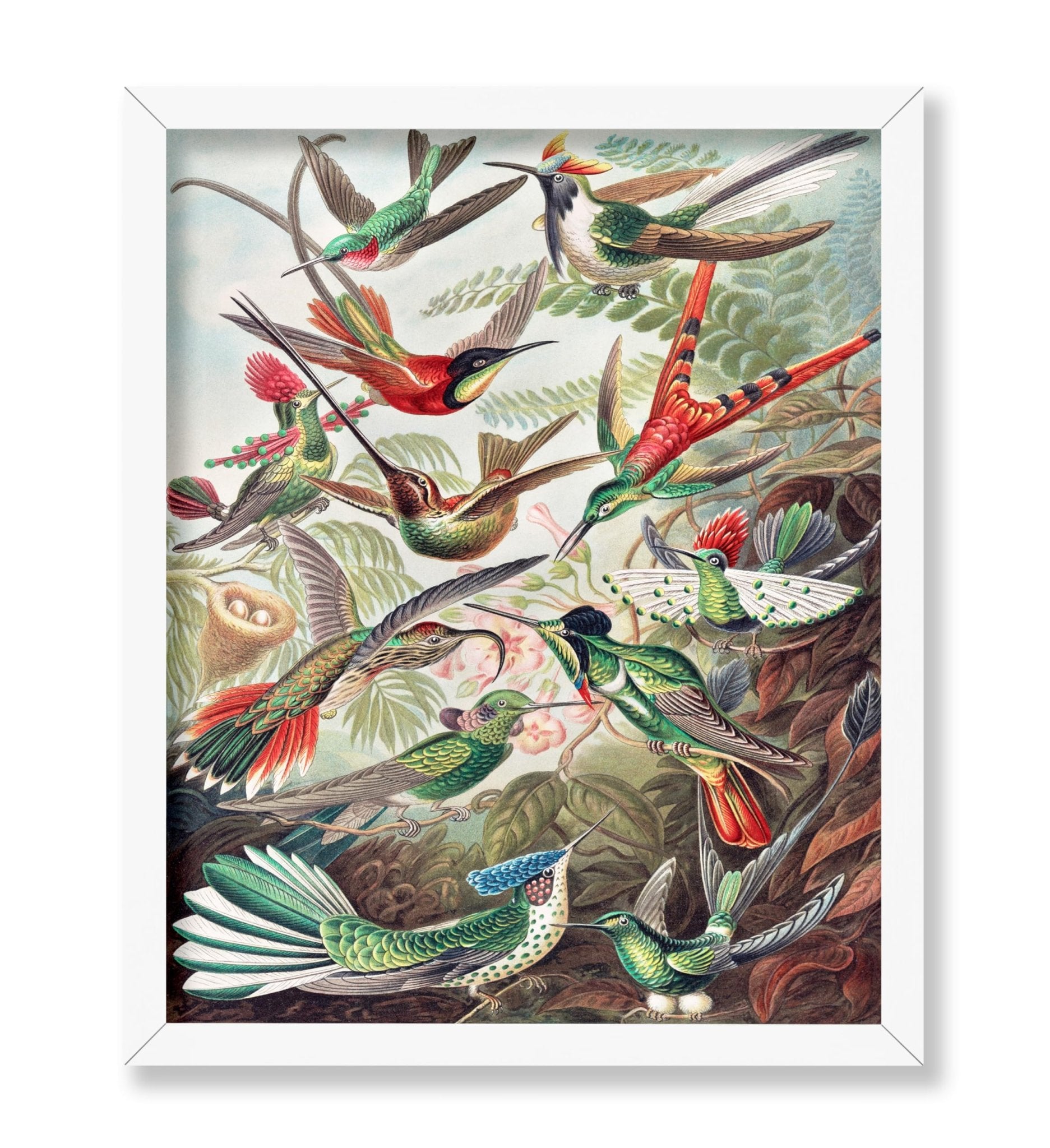 Ernst Haeckel - Hummingbirds