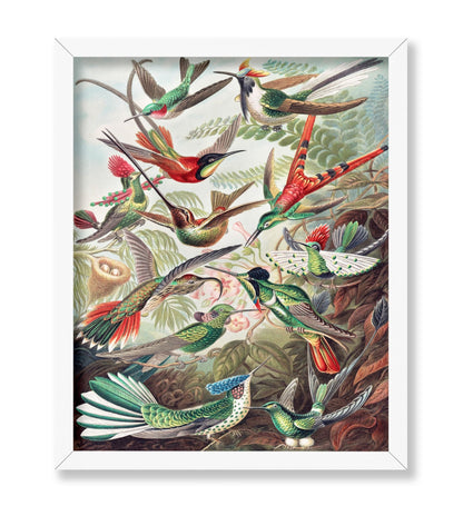 Ernst Haeckel - Hummingbirds