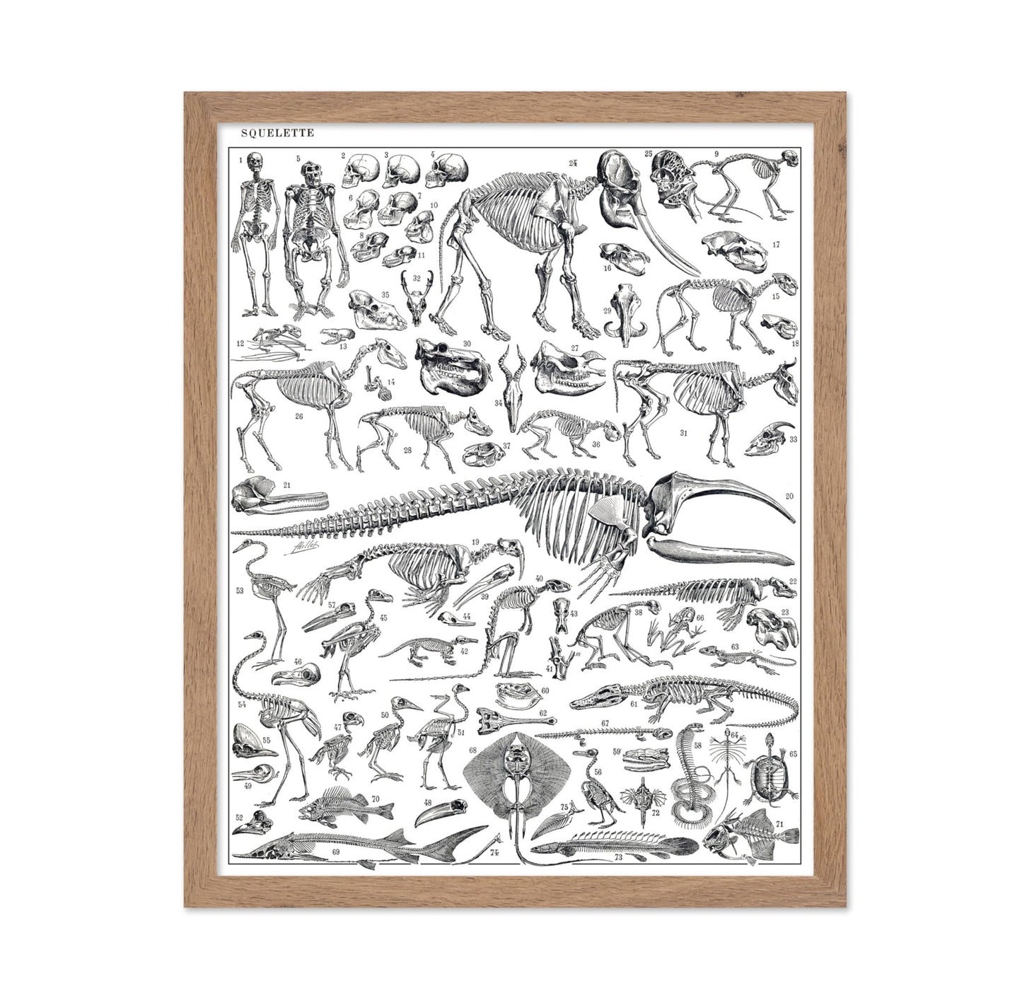 Engraving of Skeletons of Man, Monkeys, Dinosaurs Poster