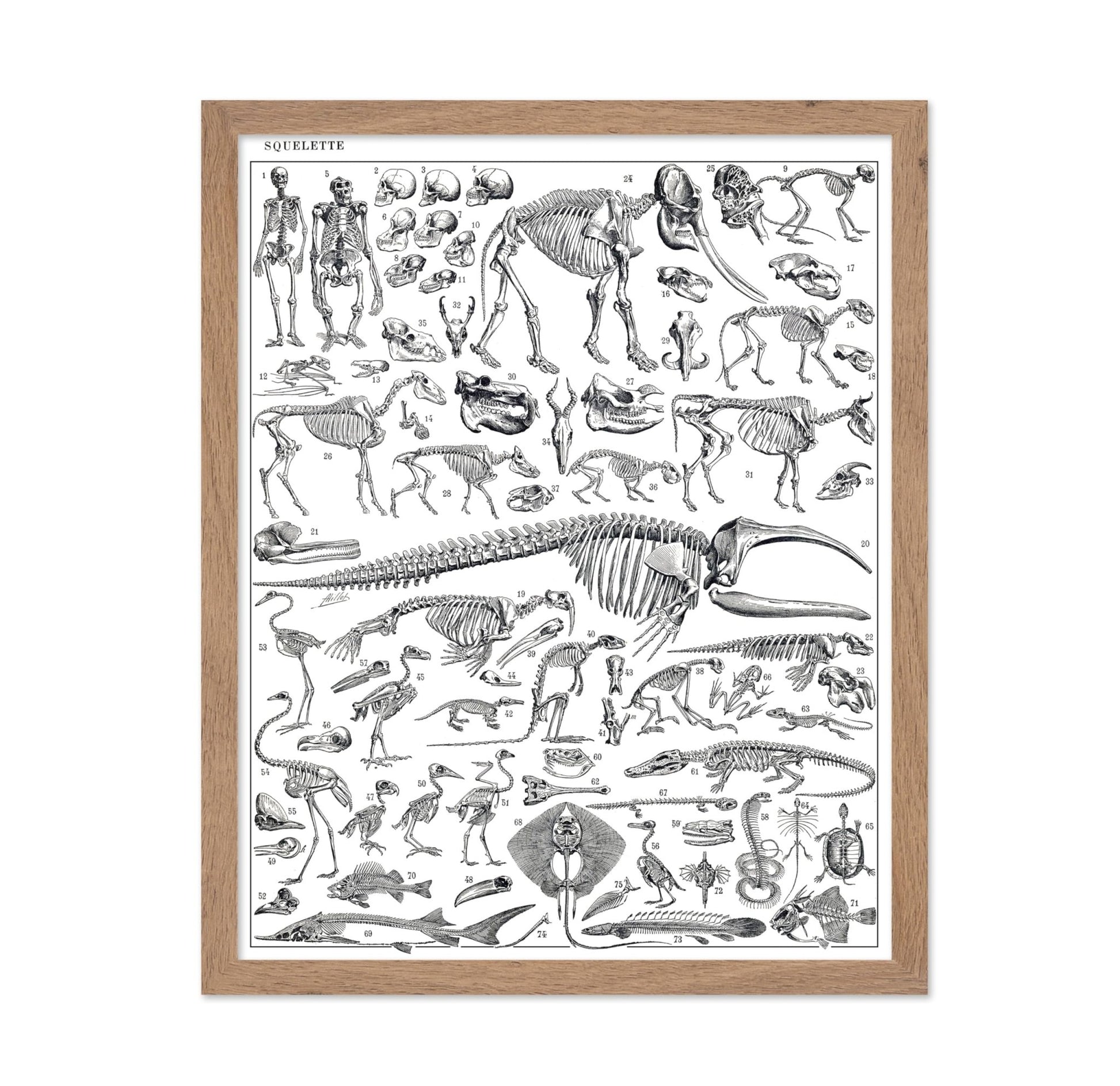 Engraving of Skeletons of Man, Monkeys, Dinosaurs Poster