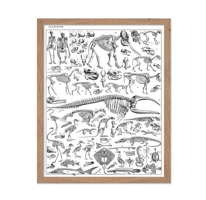 Engraving of Skeletons of Man, Monkeys, Dinosaurs Poster