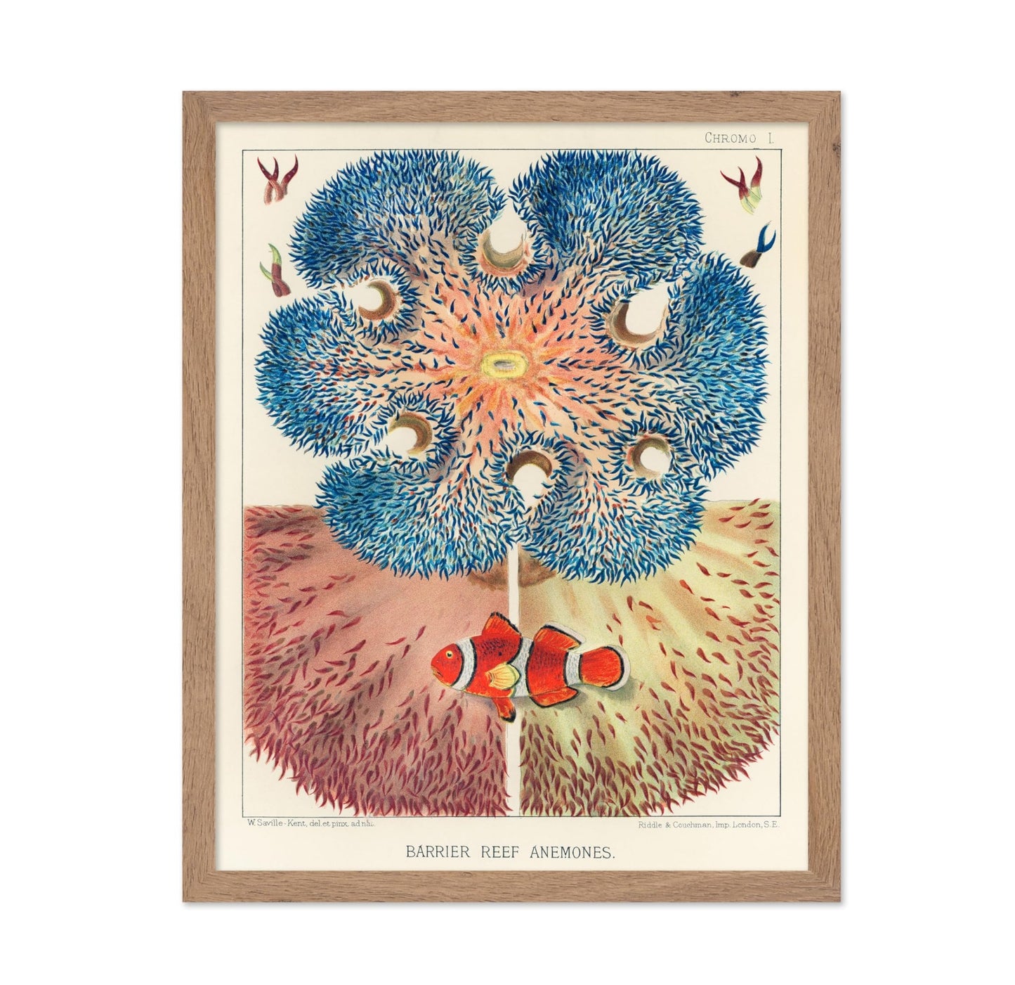Barrier Reef Anemones