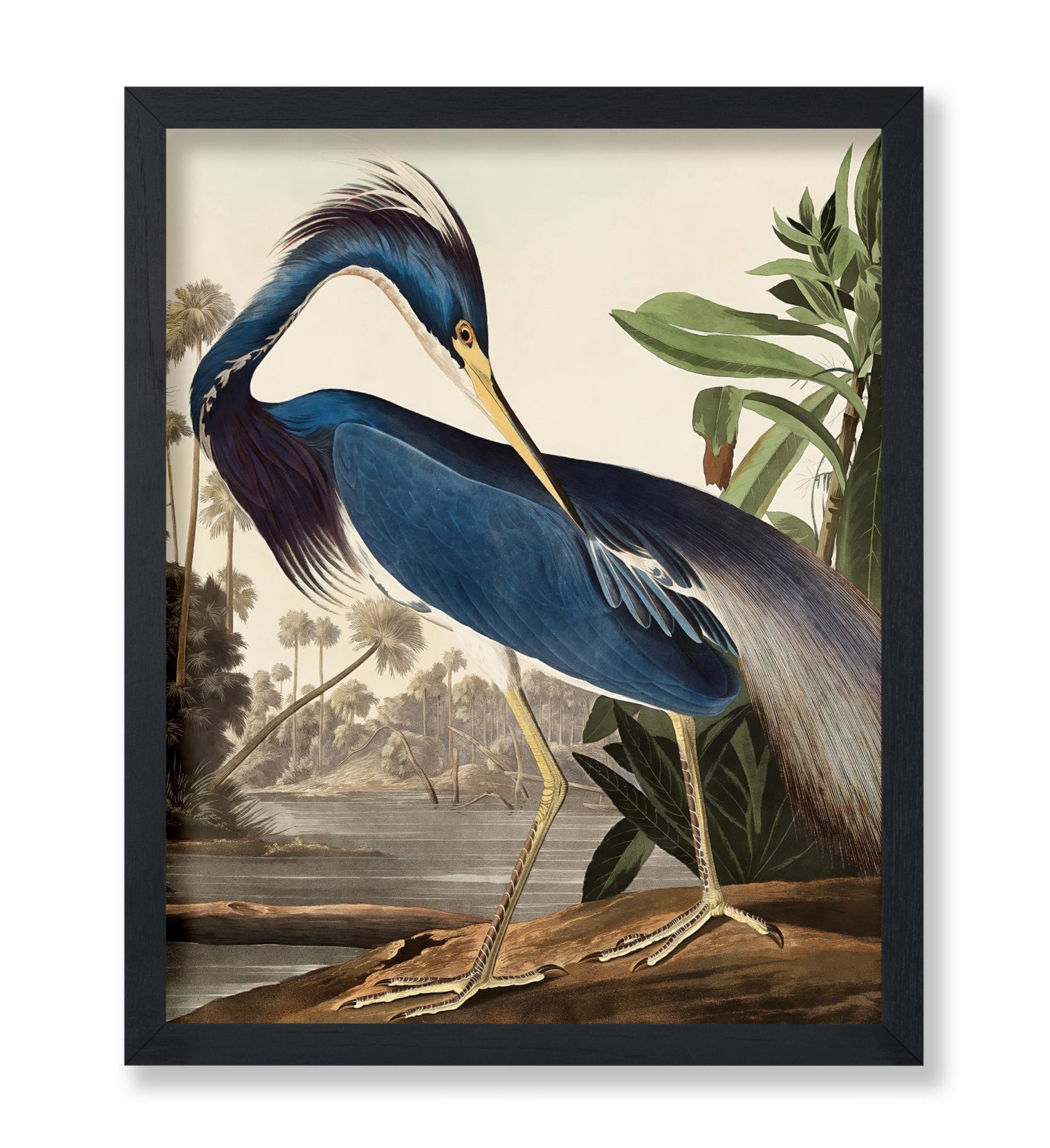 John Audubon - Louisiana Heron