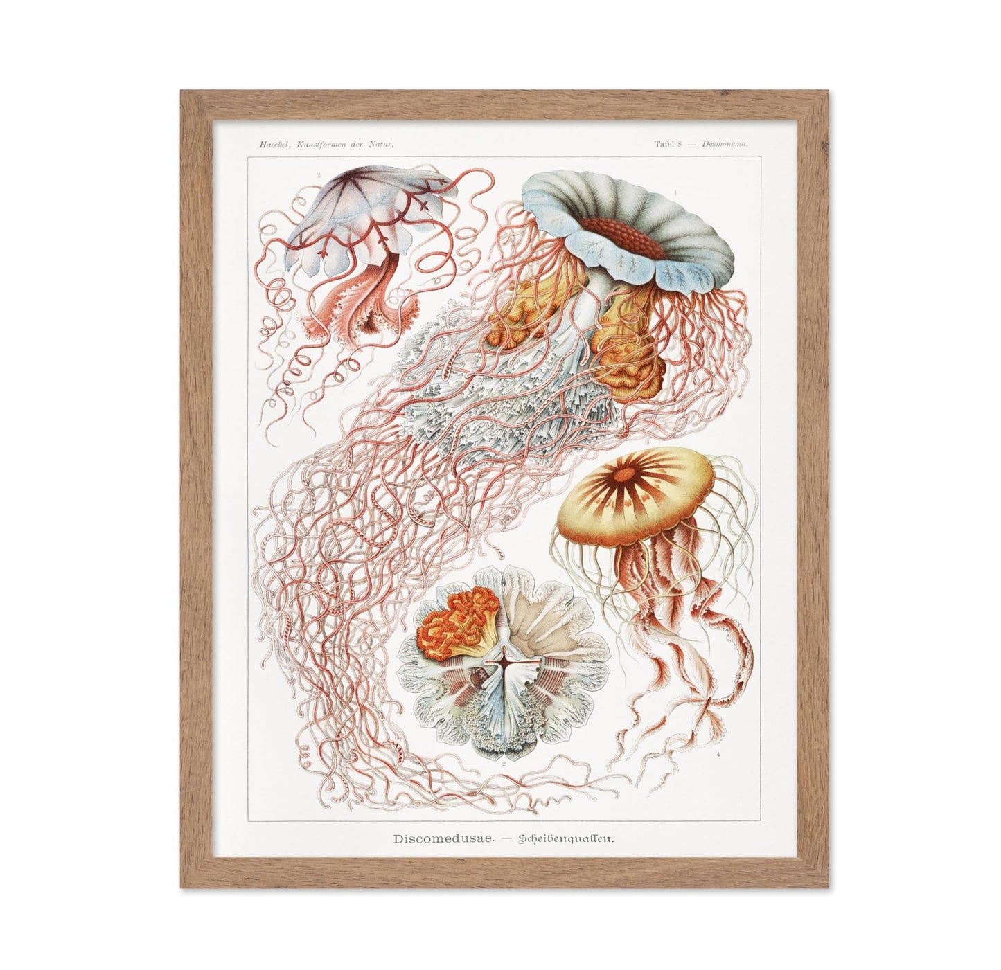 Ernst Haeckel - Jellyfish