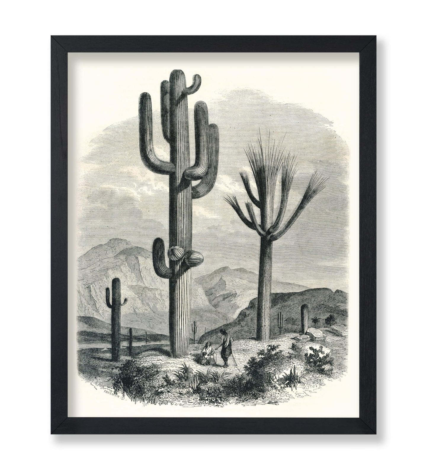 Cactaceae of the Boundary