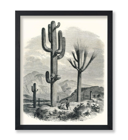 Cactaceae of the Boundary