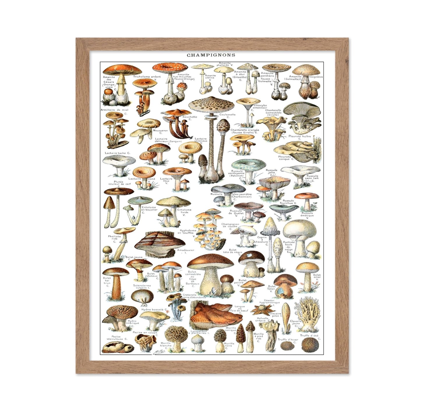 Different Fungus Species