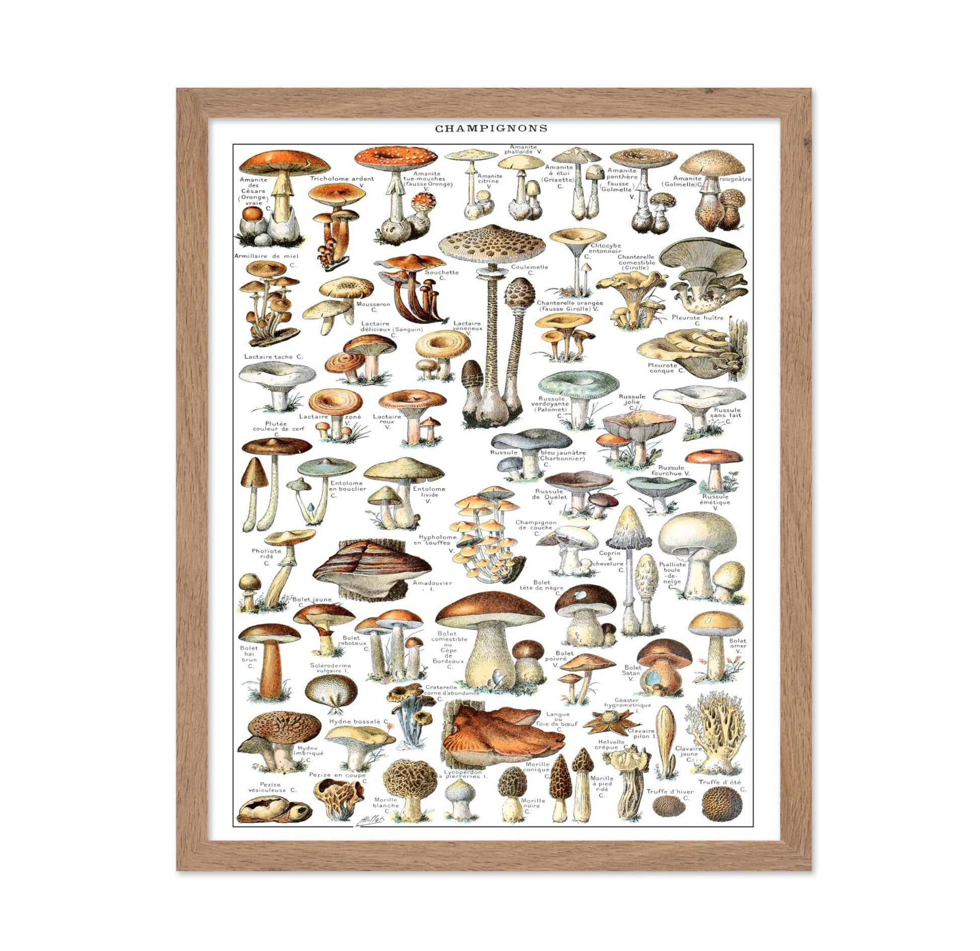 Different Fungus Species