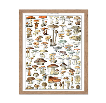 Different Fungus Species