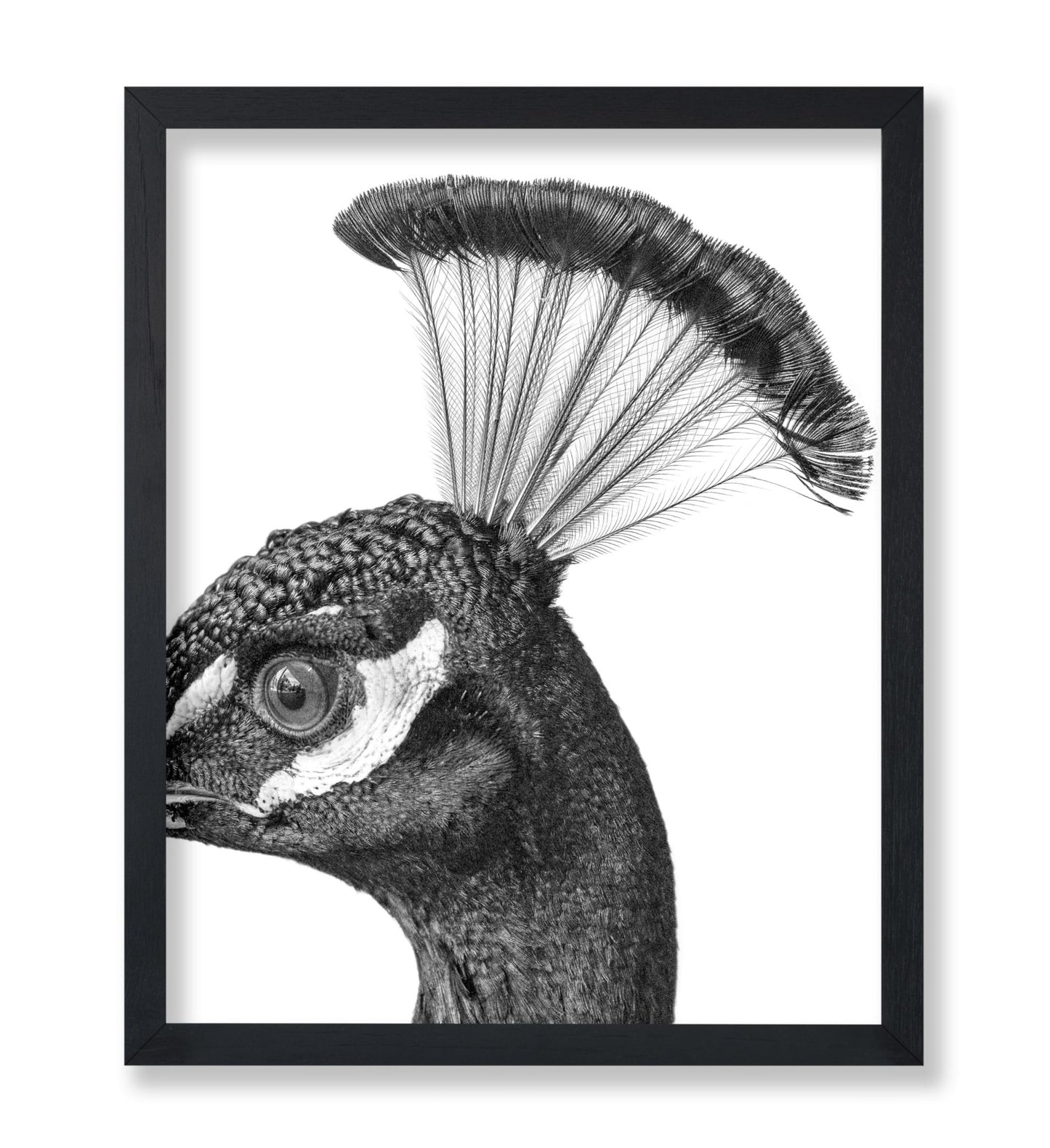 Peacock No1