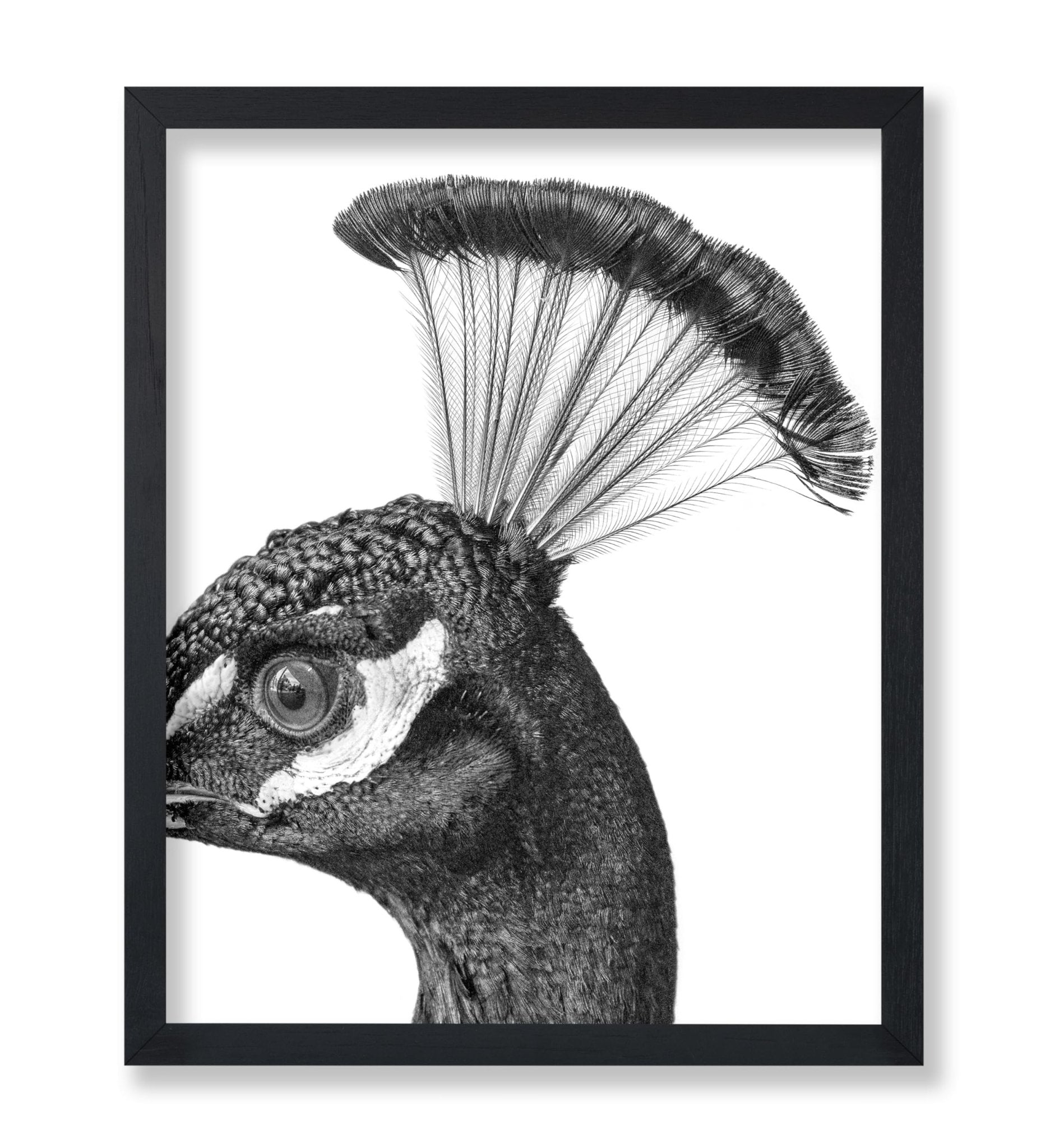 Peacock No1