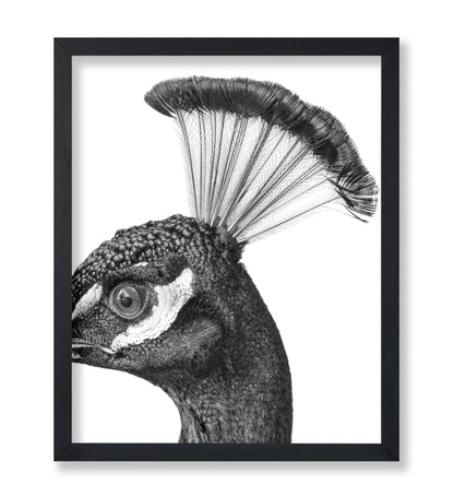 Peacock No1