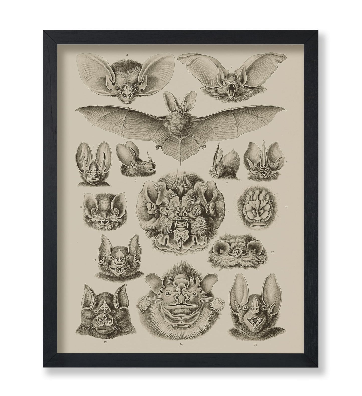 Bat Species