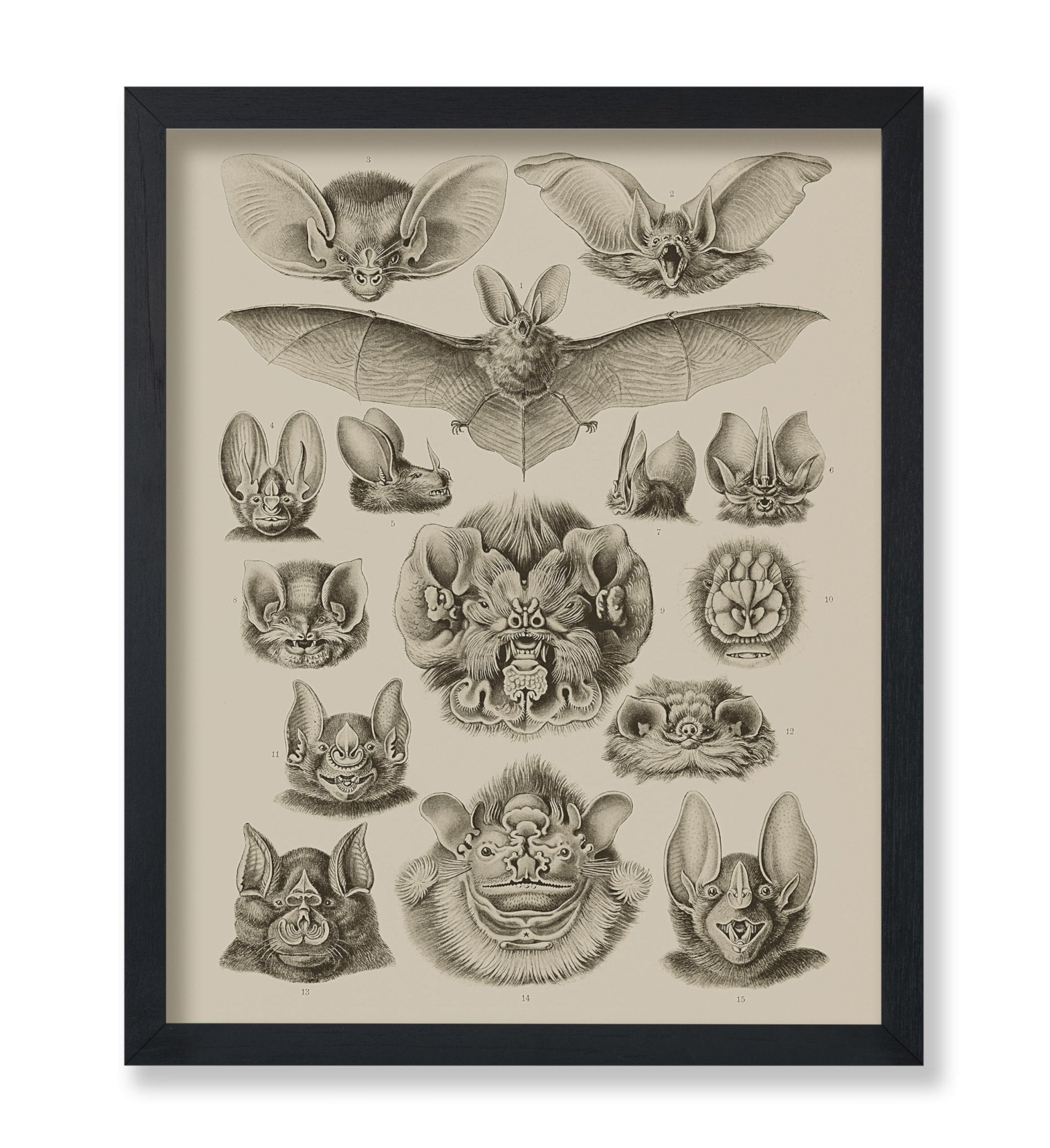 Bat Species